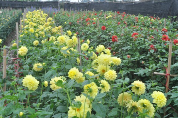 Tay Tuu flower village in Spring - ảnh 6
